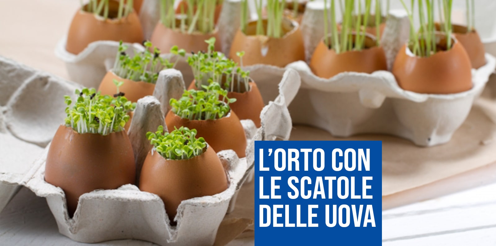 L’ORTO CON LE SCATOLE DELLE UOVA